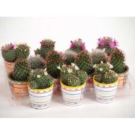 Cactusi Mammillaria mix