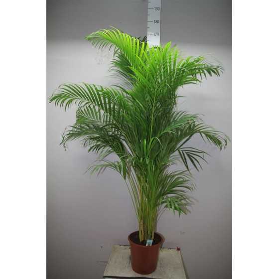 Palmier Areca 150 cm