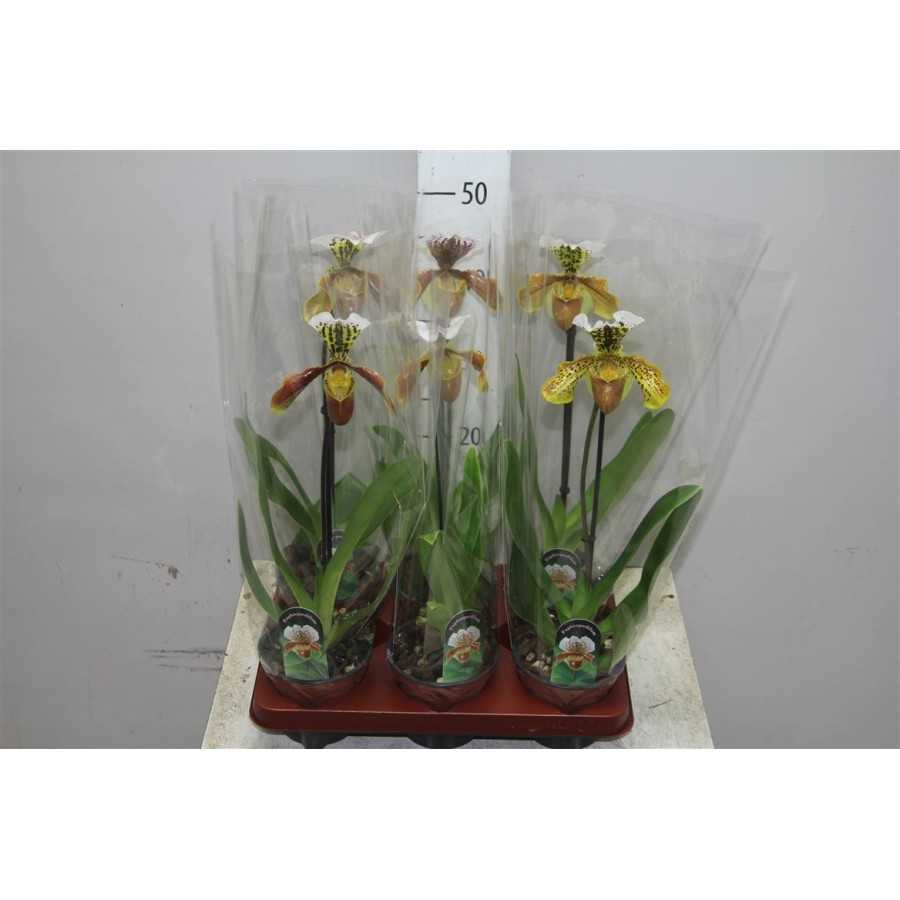 Orhidee Paphiopedilum
