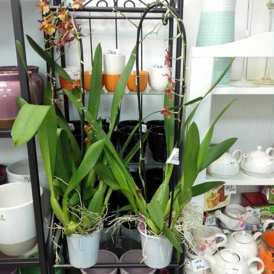 Orhidee Odontocidium Catante fara flori