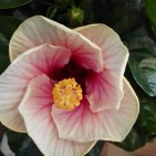 Hibiscus funchal Bicolor