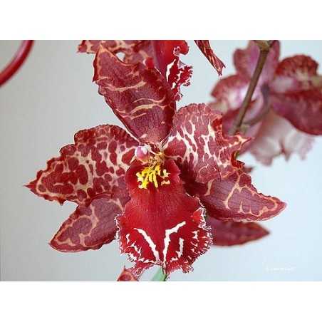 Orhidee Odontioda Stirbic Red