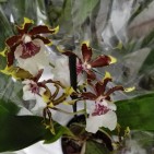 Orhidee Colmanara Jungle Monarch