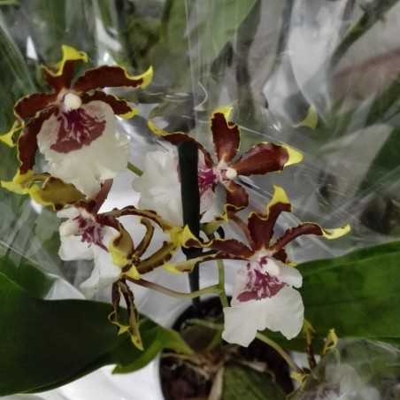 Orhidee Colmanara Jungle Monarch fara flori