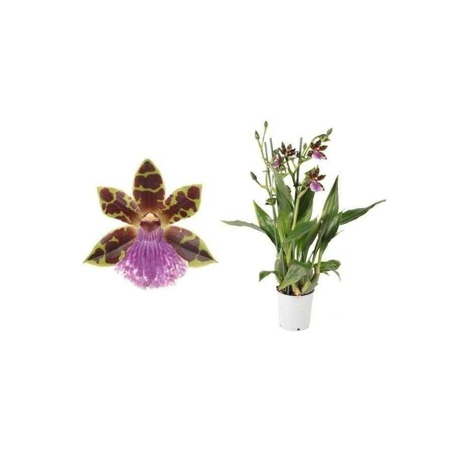 Orhidee Zygopetalum