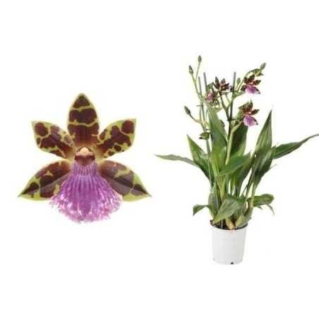Orhidee Zygopetalum Fara flori
