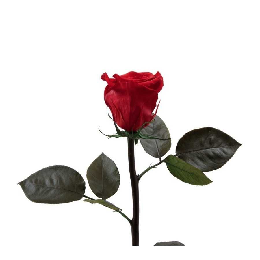 Trandafir rosu complet criogenat