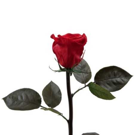Trandafir rosu complet criogenat