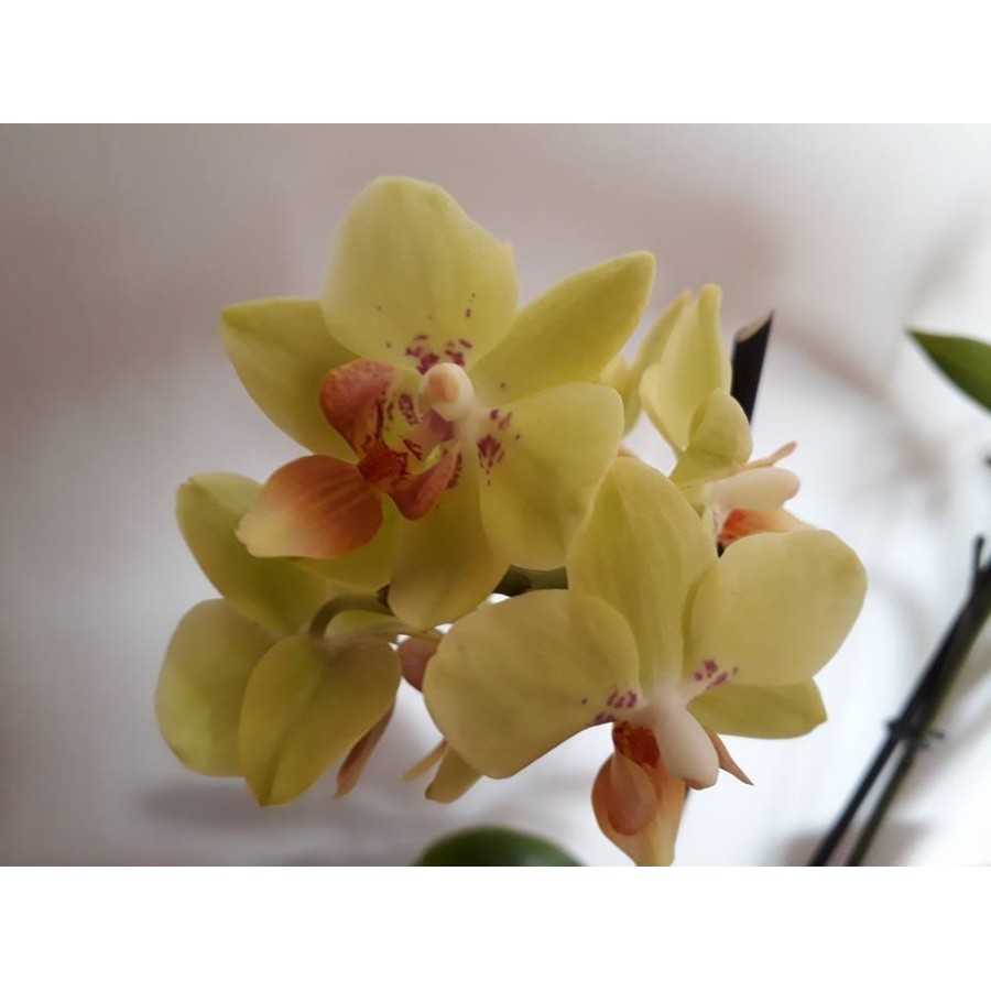Phalaenopsis Multiflora Yellow