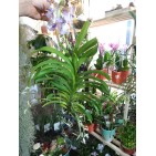 Orhidee Vanda Lavander Mist
