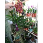 Orhidee Vanda Sumanthi Cornalina
