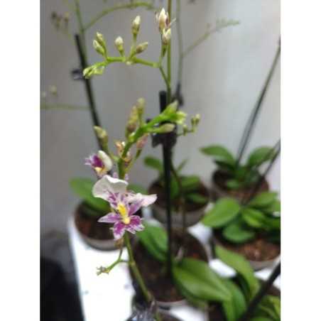 Orhidee Mini Ionocidium