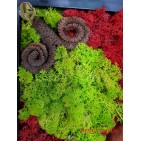 Tablou cu licheni " Red and Green"