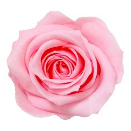 Trandafir criogenat Baby Pink