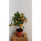 Calamondin- Mandarin decorativ