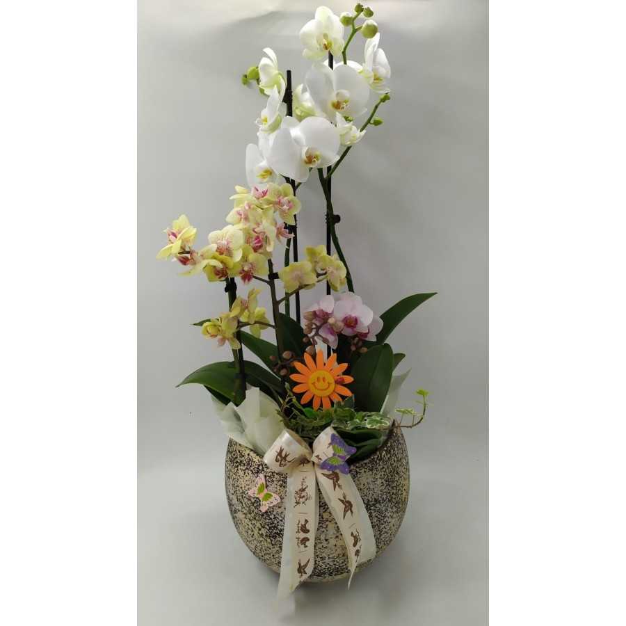 Aranjament Orhidee ” Glamour ”
