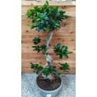 Bonsai Ficus Ginseng 80 cm