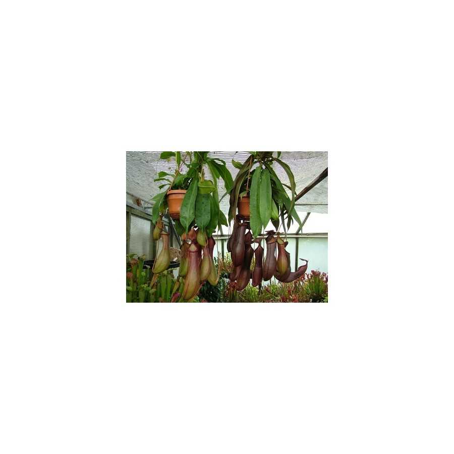 Nepenthes- Planta cu ulcior