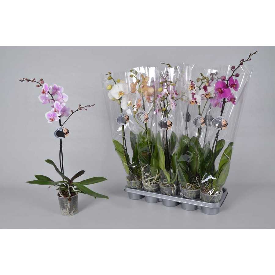field option Hula hoop Orhidee phalaenopsis in ghiveci