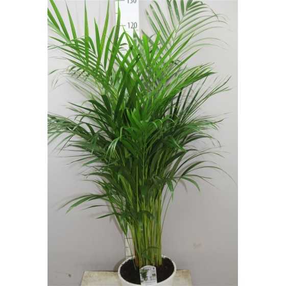 Chrysalidocarpus - Palmier Areca