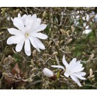 Magnolia Stelata
