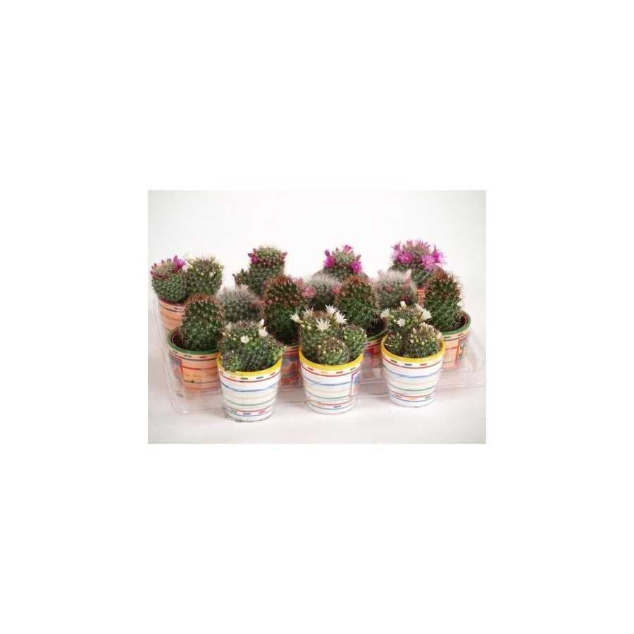 Cactusi Mammillaria mix