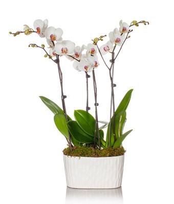 about is more than Mus Aranjament orhidee Phalaenopsis in ghiveci - Floraria Design Floral -  florarie online, lumanari nunta si botez, buchete mireasa