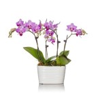 Aranjament in vas ceramic din orhidee Phalaenopsis