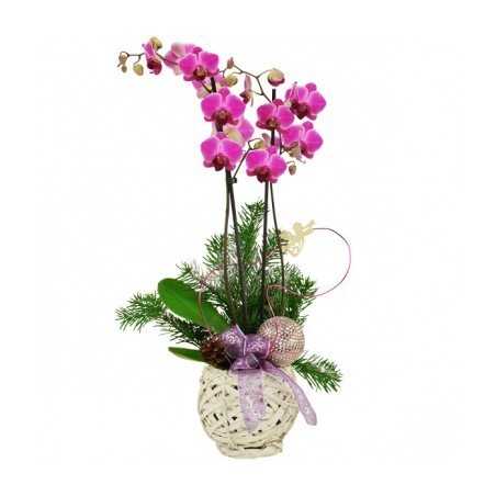 Cos " Winter Phalaenopsis lila"