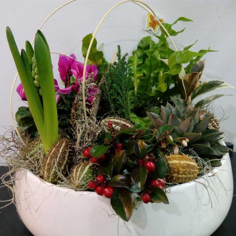 Aranjament cu plante in vas ceramic