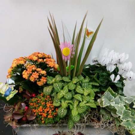 Aranjament floral cu plante in ghiveci