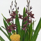 Orhidee Burrageara Lazio