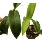Orhidee Cattleya fara flori