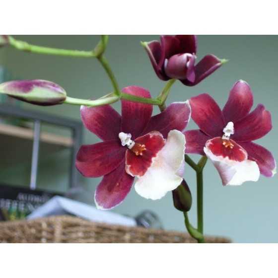 Orhidee Miltonidium Bartley Schwartz