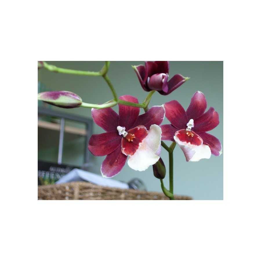 Orhidee Miltonidium Bartley Schwartz