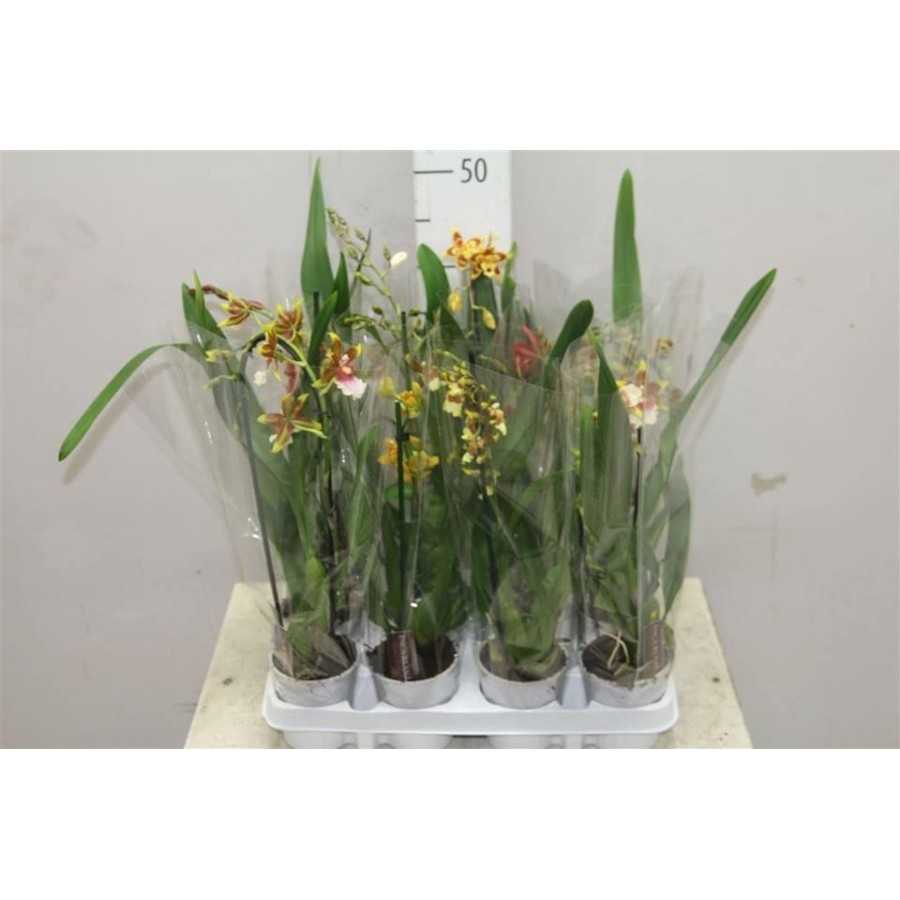Orhidee Cambria mix 40 cm