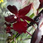 Orhidee Colmanara Masai Red