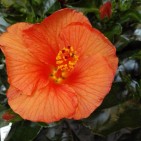 Hibiscus Bari portocaliu