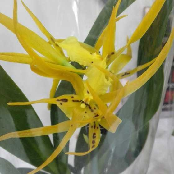 Orhidee Brassada Mivada