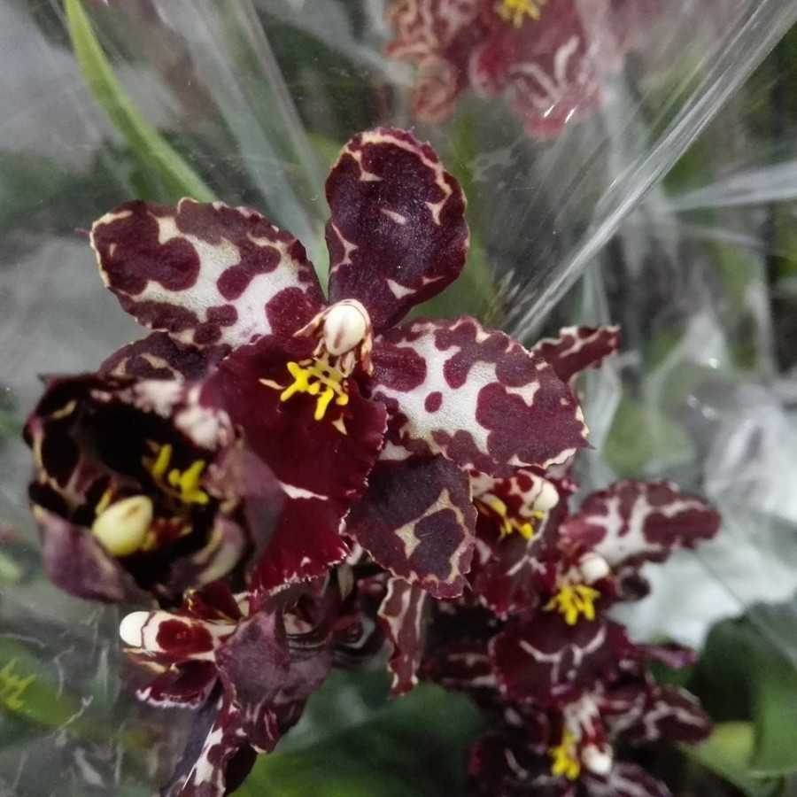 Orhidee Odontioda Margarete Holm 'Black Beauty'