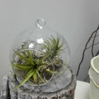 Terariu in glob de sticla cu plante aeriene