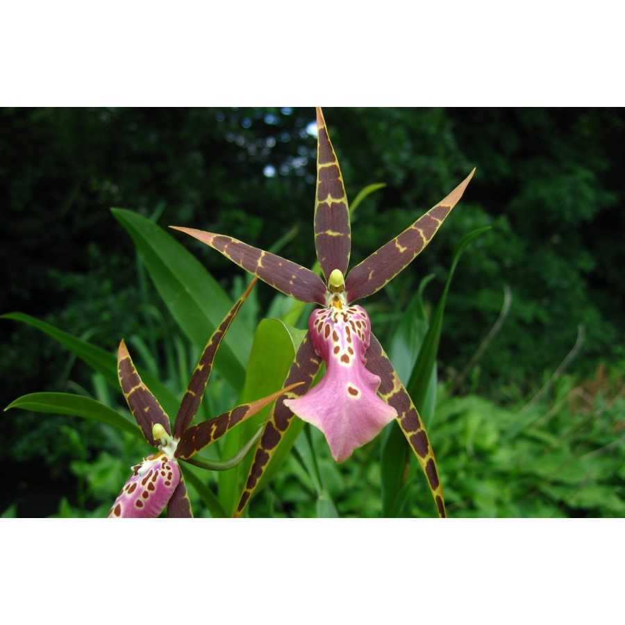 Orhidee Bratonia Shelob 'Tolkien'