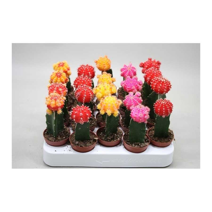 Cactus altoit Gymnocalycium