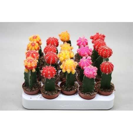 Cactus altoit Gymnocalycium