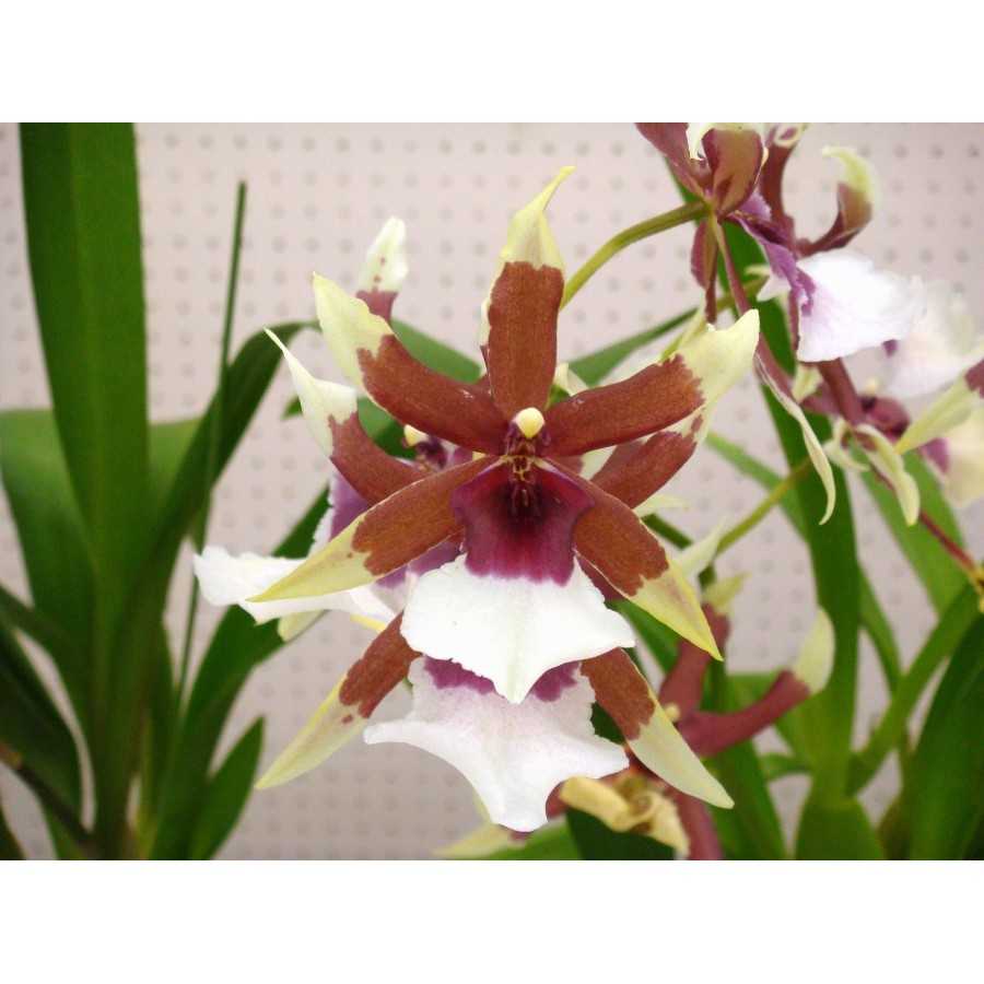 Orhidee Beallara Eurostar