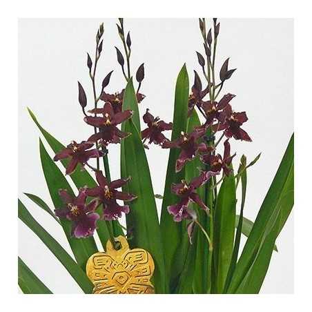 Orhidee Burrageara Lazio fara flori