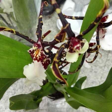 Orhidee Brassidium Kenneth Bivin 'Santa Barbara' fara flori