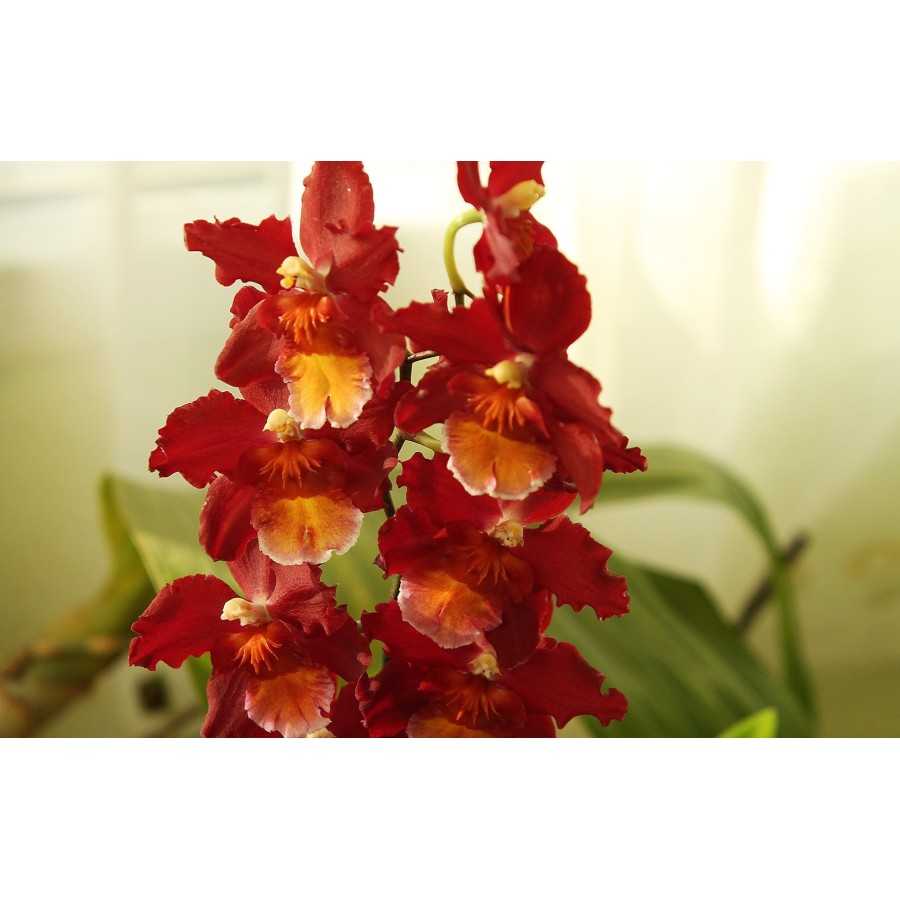 Orhidee Wilsonara Dianne Feinstein Red Ruby