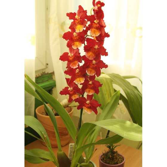 Orhidee Wilsonara Dianne Feinstein Red Ruby