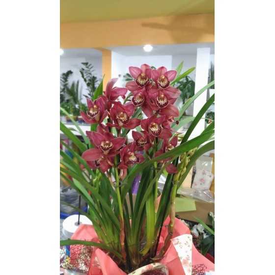 Orhidee Cymbidium mov